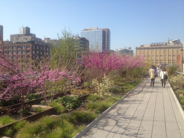 Early morning on the High Line. C. Nelson, 2013.