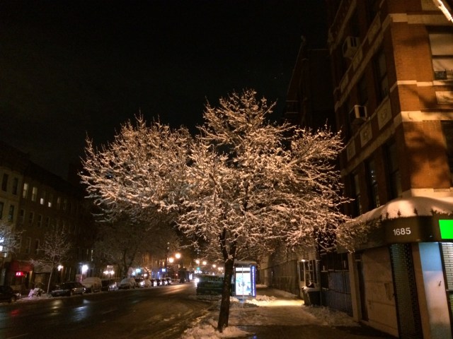A snowy tree transforms a normal block into a thing of beauty. Craig Nelson, 2014.