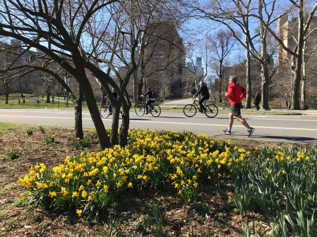 Central Park Daffodils