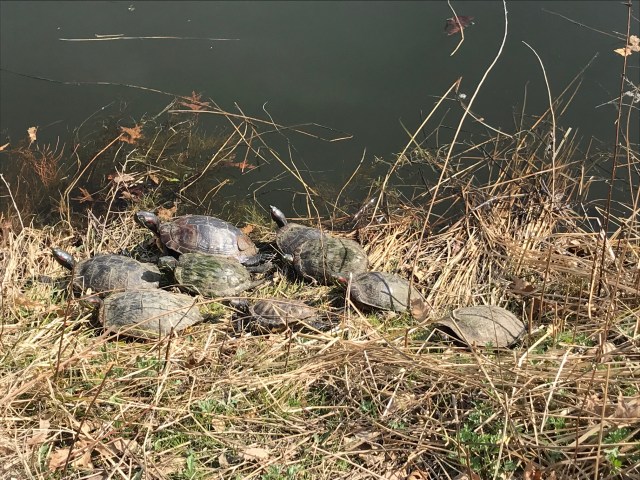 Turtles at the Harlem Meer