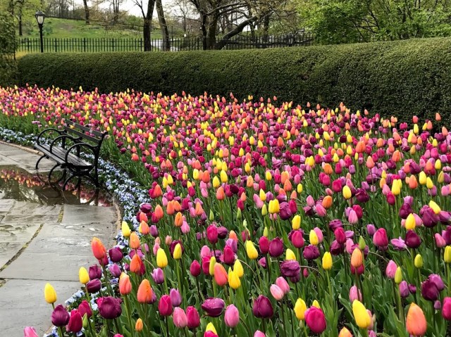 Conservatory Garden Tulips 3