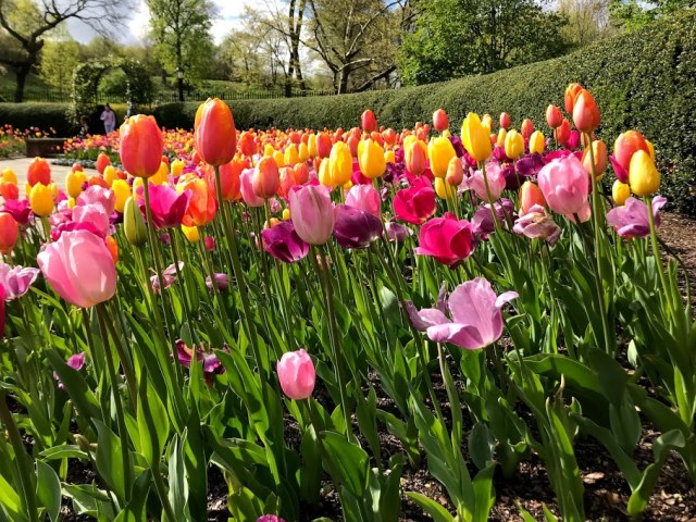 Conservatory Garden Tulips