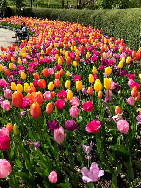 Conservatory Gardens Tulips 2